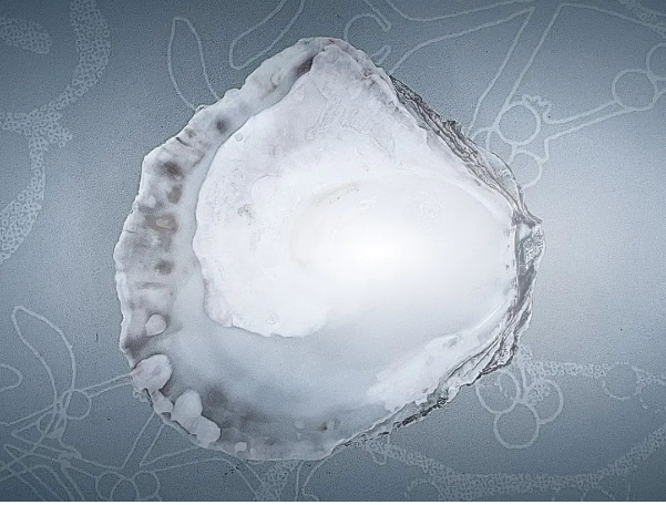 牡蠣殼制成的生物基填料代替炭黑？