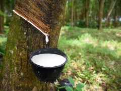泰國(guó)洪災(zāi)肆虐，12月橡膠產(chǎn)量預(yù)計(jì)大幅下滑